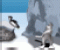 Παίξε το παιχνίδι Penguin Swing